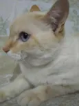 Belíssimo gatinho