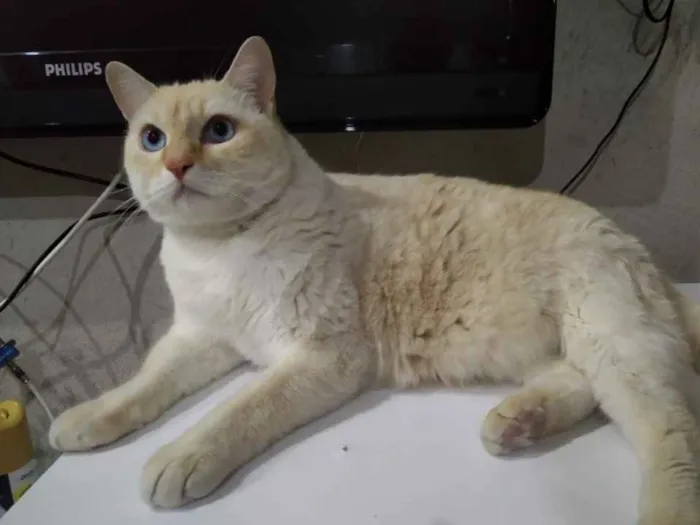 Gato ra a Siamês red point  idade 1 ano nome Belíssimo gatinho 