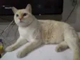 Belíssimo gatinho