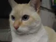 Belíssimo gatinho