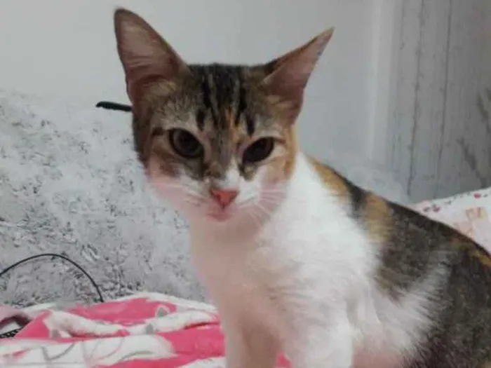 Gato ra a Tricolor  idade 2 a 6 meses nome Adoção urgente 