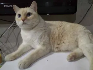 Gato raça Siamês red point  idade 1 ano nome Belíssimo gatinho 