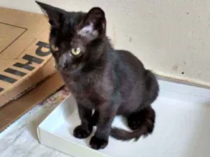 Gato raça Srd idade 2 a 6 meses nome Roby
