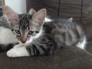 Gato raça PCB idade 2 a 6 meses nome Filhotes sem nome.