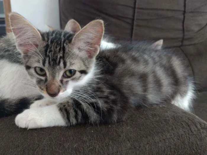 Gato ra a PCB idade 2 a 6 meses nome Filhotes sem nome.