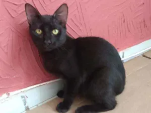 Gato raça Srd idade 2 a 6 meses nome Chocolate