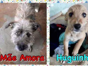 Cachorro raça SRD idade 3 anos nome Amora