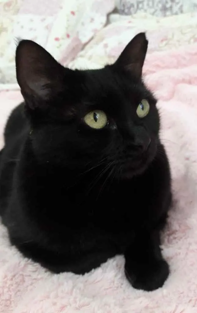 Gato ra a Srd idade 1 ano nome Belíssima gatinha 
