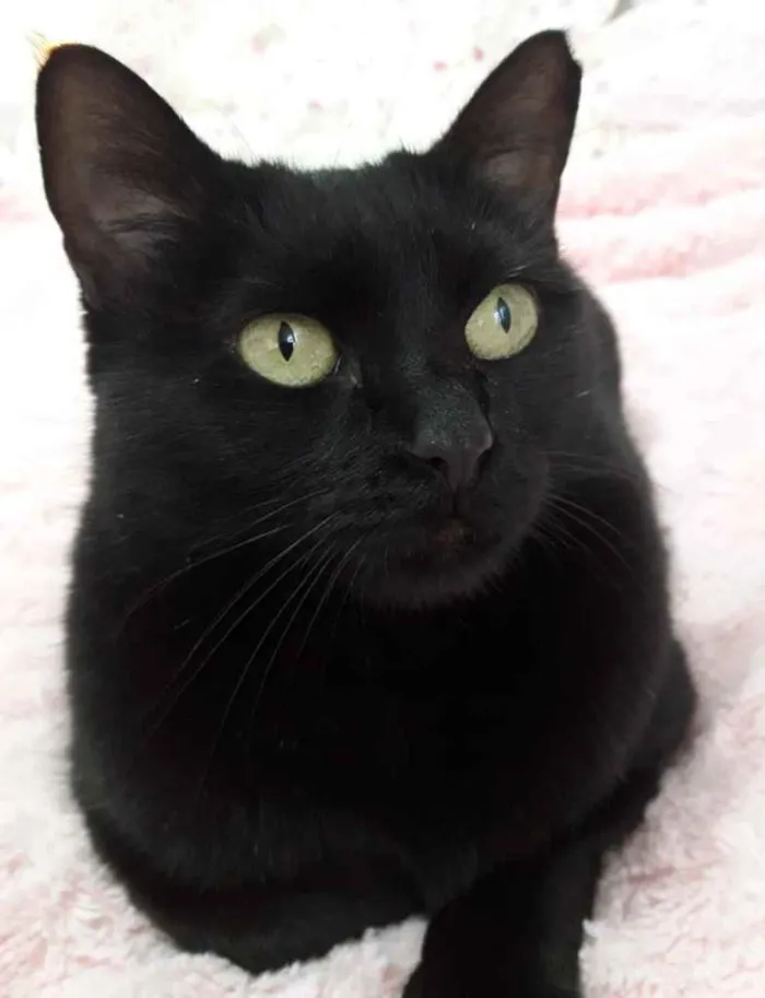Gato ra a Srd idade 1 ano nome Belíssima gatinha 