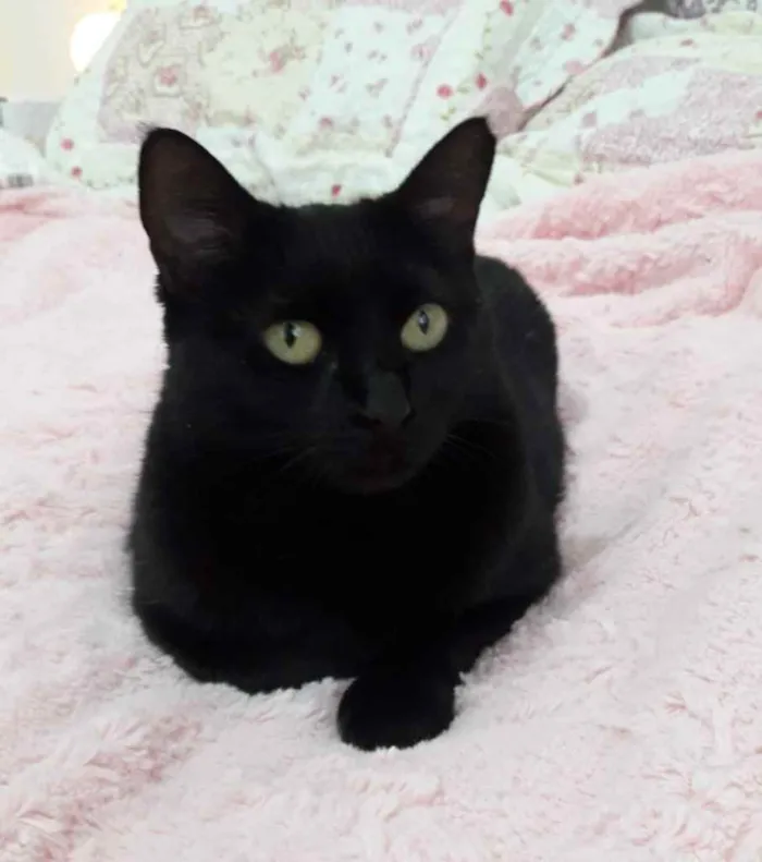 Gato ra a Srd idade 1 ano nome Belíssima gatinha 