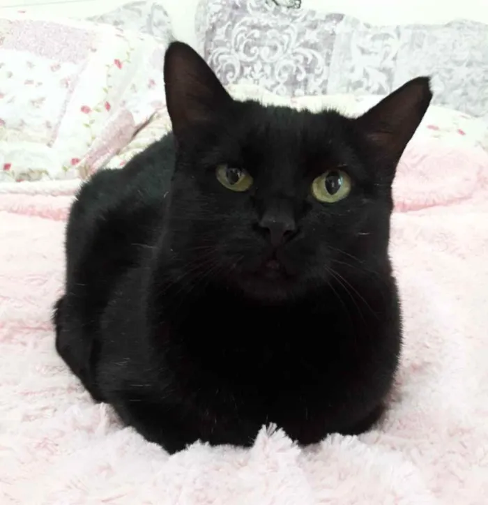 Gato ra a Srd idade 1 ano nome Belíssima gatinha 