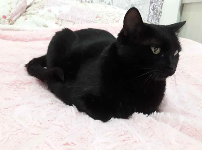 Gato ra a Srd idade 1 ano nome Belíssima gatinha 