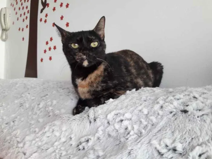Gato ra a Srd  idade 7 a 11 meses nome Linda gatinha 
