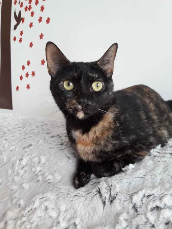 Gato ra a Srd  idade 7 a 11 meses nome Linda gatinha 