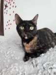 Linda gatinha