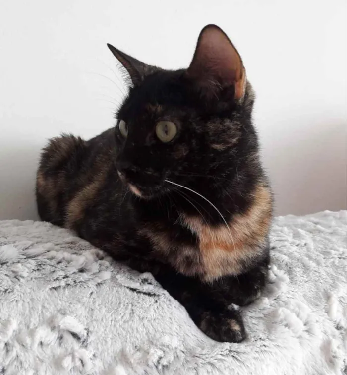 Gato ra a Srd  idade 7 a 11 meses nome Linda gatinha 