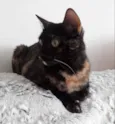 Linda gatinha