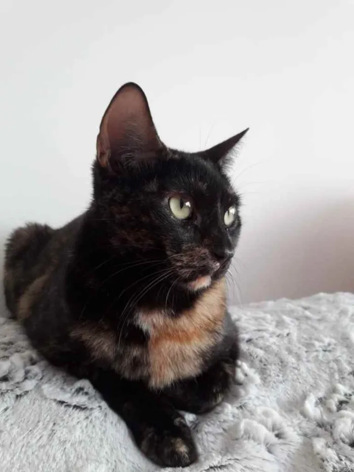 Gato ra a Srd  idade 7 a 11 meses nome Linda gatinha 