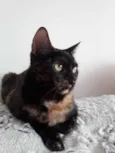 Linda gatinha
