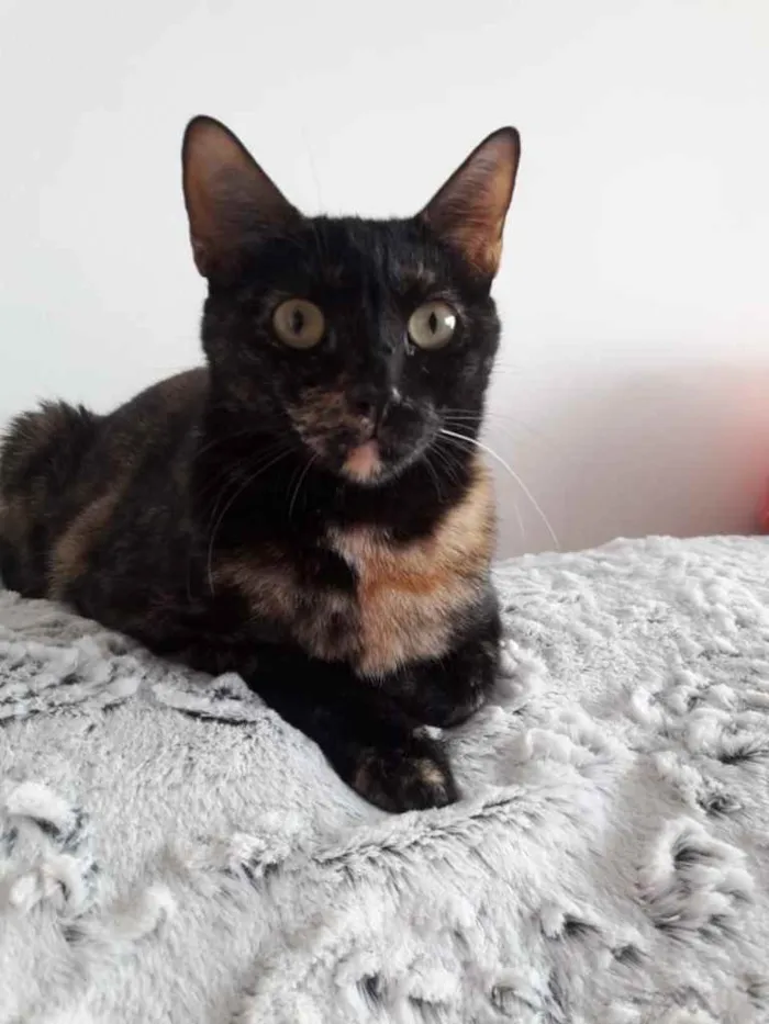 Gato ra a Srd  idade 7 a 11 meses nome Linda gatinha 