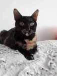 Linda gatinha
