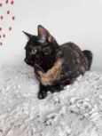 Linda gatinha