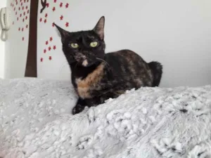 Gato raça Srd  idade 7 a 11 meses nome Linda gatinha 