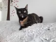 Linda gatinha