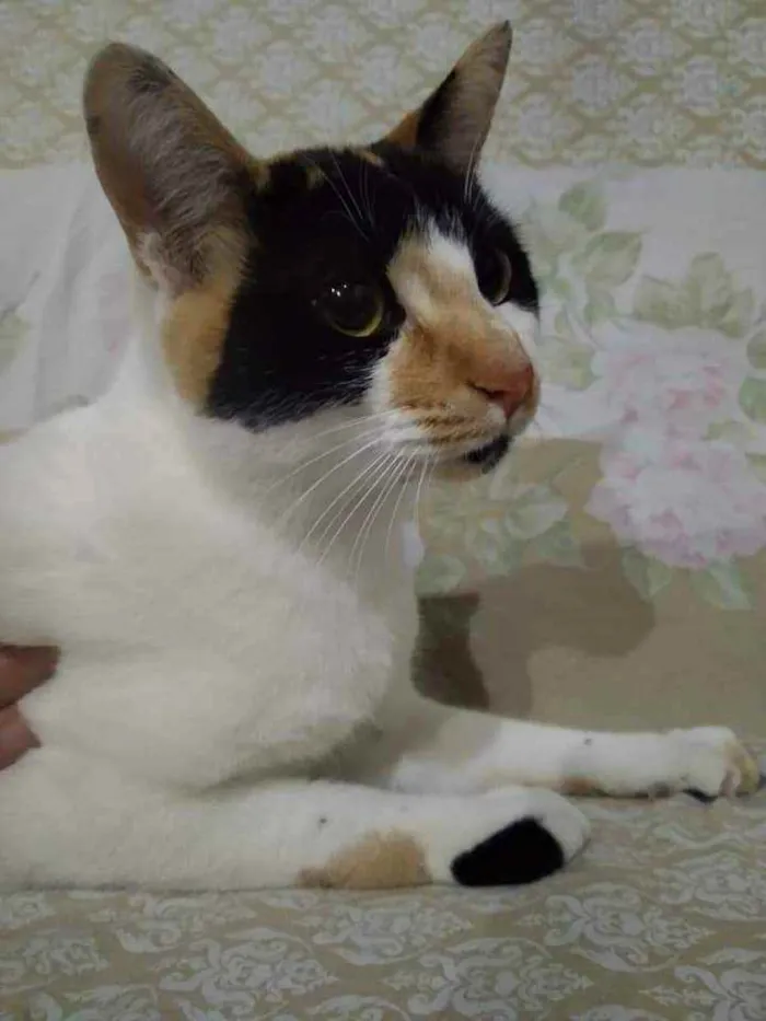 Gato ra a Srd  idade 7 a 11 meses nome Linda gatinha 