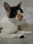 Linda gatinha