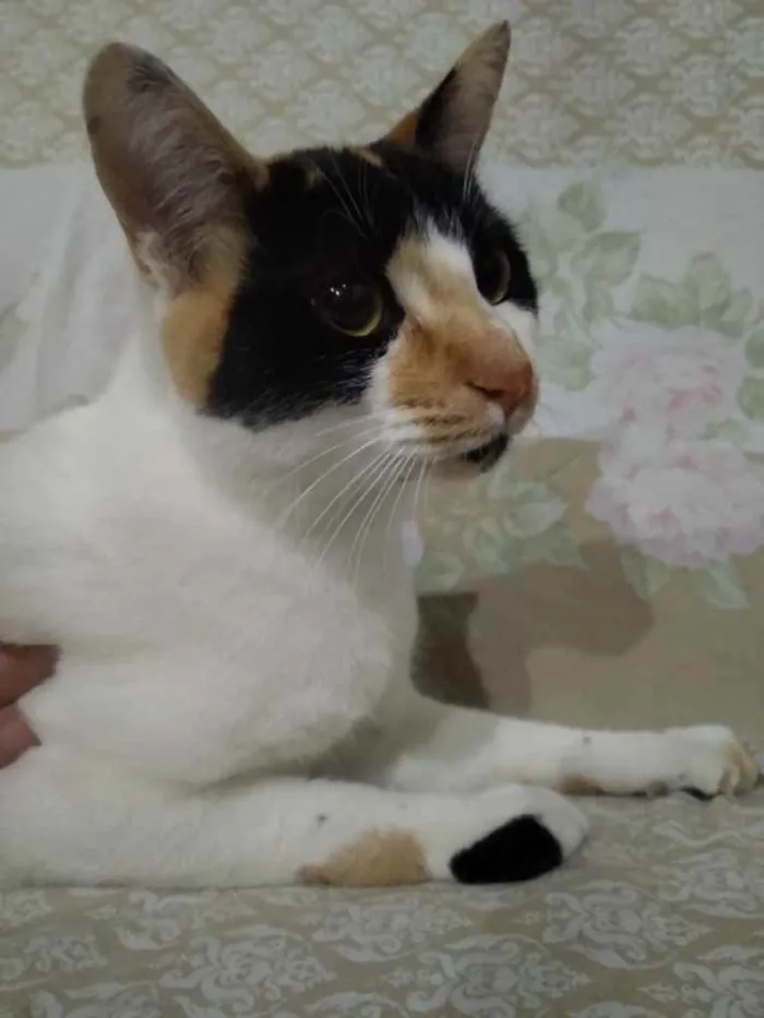 Gato ra a Srd  idade 7 a 11 meses nome Linda gatinha 