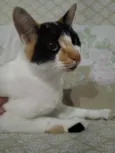 Linda gatinha