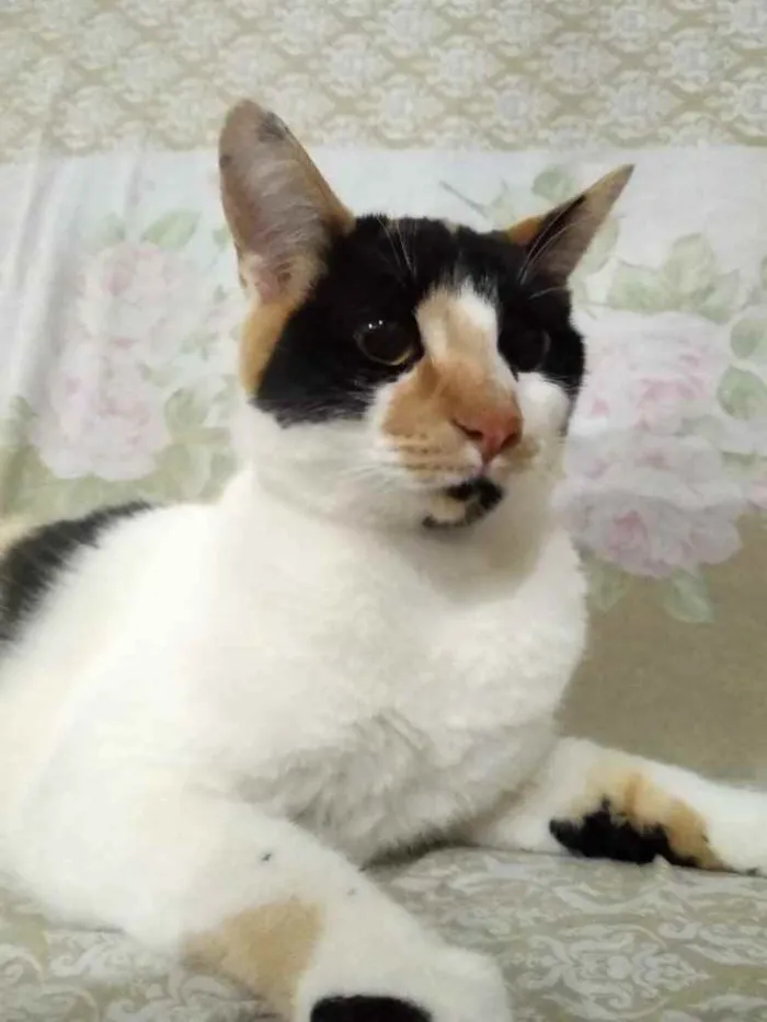 Gato ra a Srd  idade 7 a 11 meses nome Linda gatinha 
