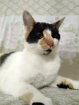 Linda gatinha
