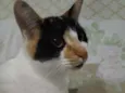 Linda gatinha