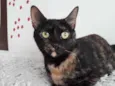 Linda gatinha