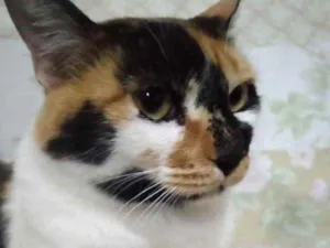 Gato raça Srd  idade 1 ano nome Adoção urgente 
