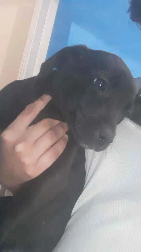 Cachorro ra a Vira Lata idade 2 a 6 meses nome Pretinha