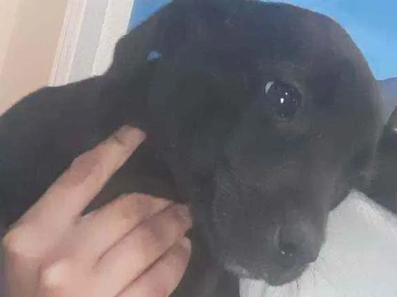 Cachorro ra a Vira Lata idade 2 a 6 meses nome Pretinha