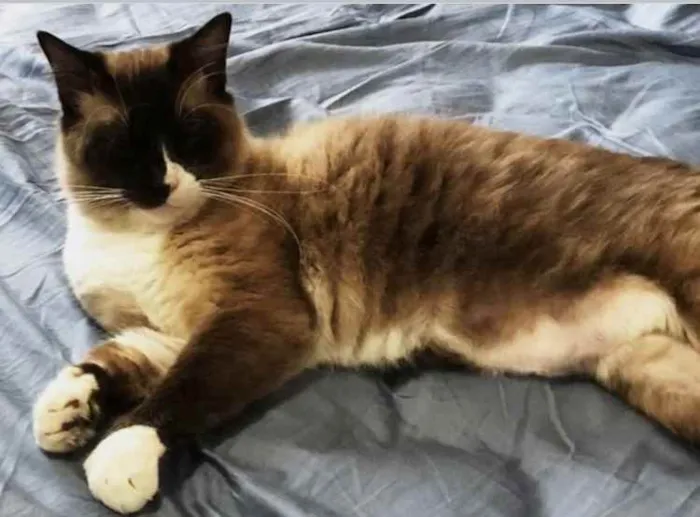 Gato ra a Siamês  idade 1 ano nome Adoção urgente 
