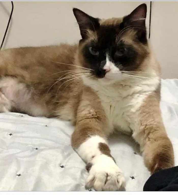 Gato ra a Siamês  idade 1 ano nome Adoção urgente 