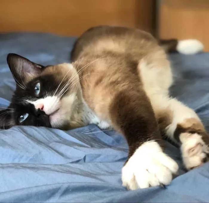 Gato ra a Siamês  idade 1 ano nome Adoção urgente 