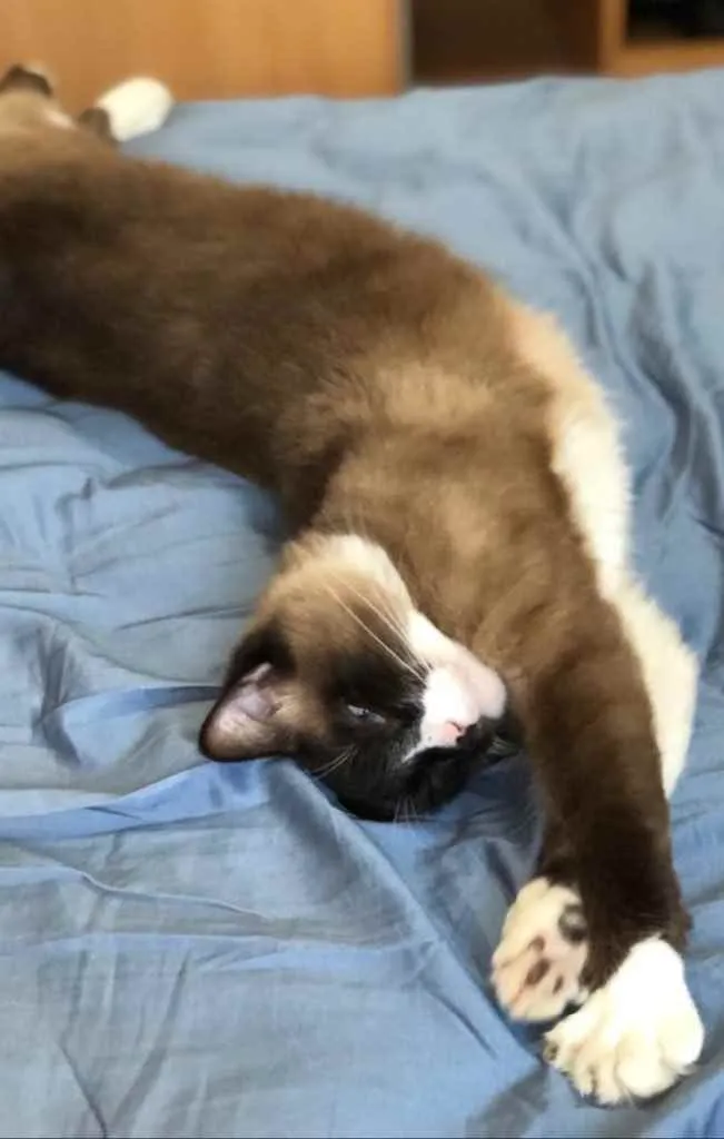 Gato ra a Siamês  idade 1 ano nome Adoção urgente 