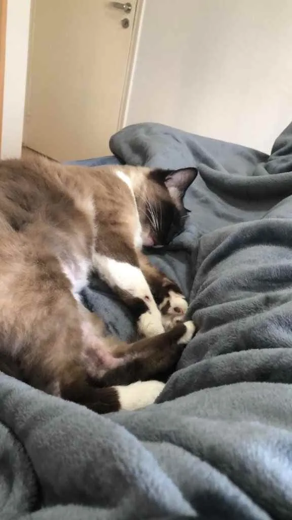 Gato ra a Siamês  idade 1 ano nome Adoção urgente 