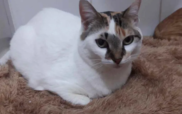 Gato ra a Srd idade 1 ano nome Adoção urgente 