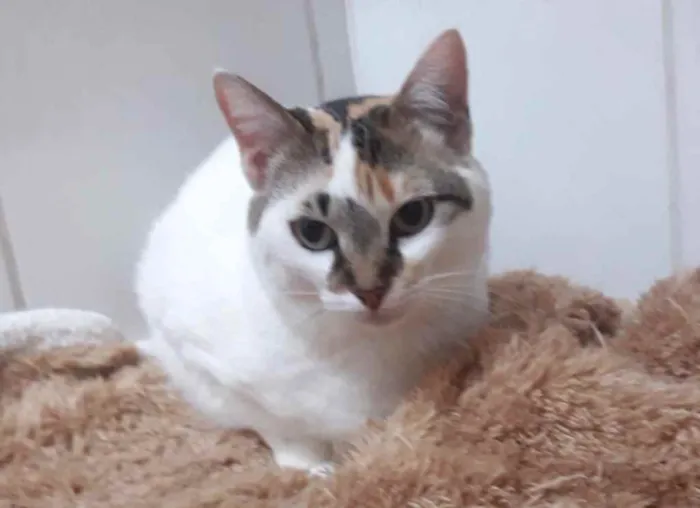 Gato ra a Srd idade 1 ano nome Adoção urgente 