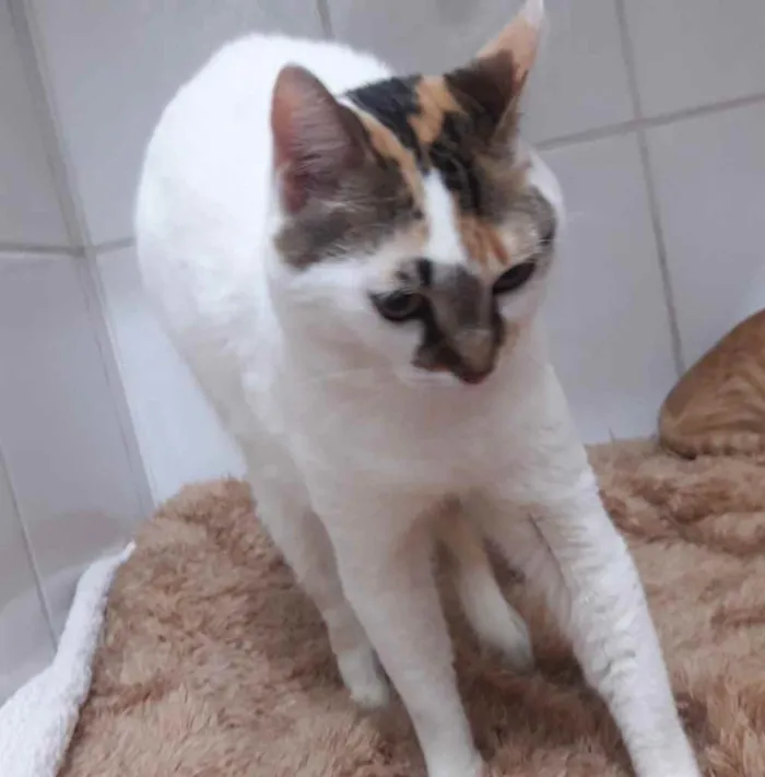 Gato ra a Srd idade 1 ano nome Adoção urgente 