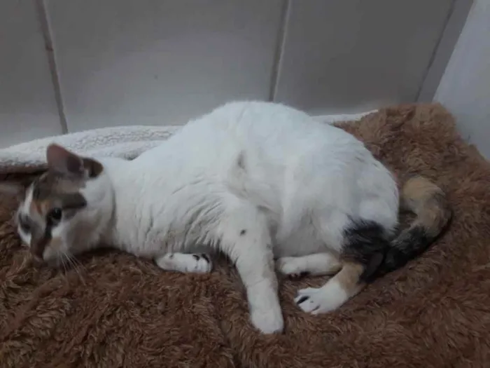 Gato ra a Srd idade 1 ano nome Adoção urgente 