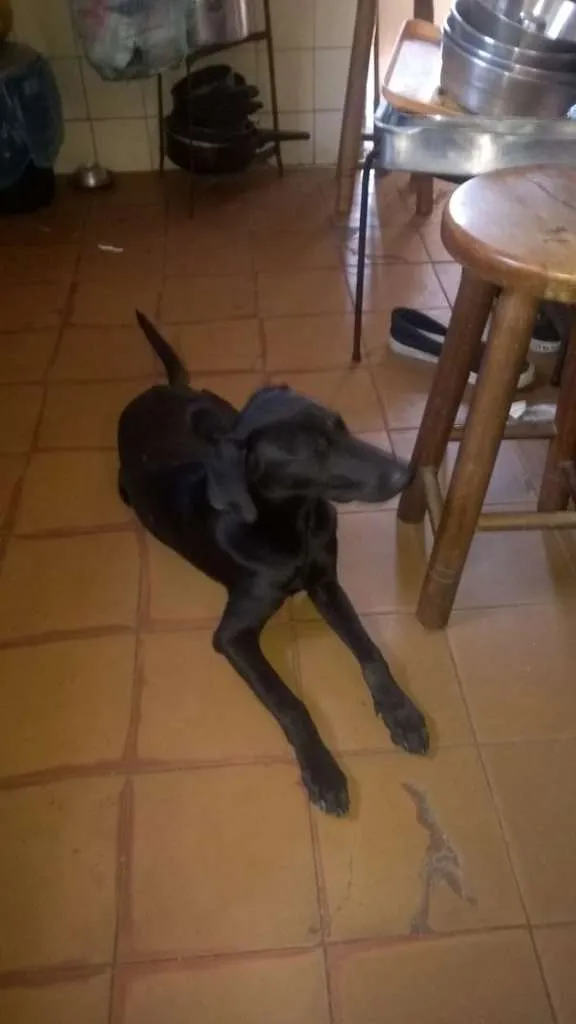 Cachorro ra a Vira-Lata idade  nome Lord