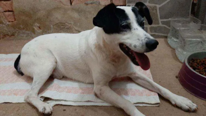 Cachorro ra a SRD idade 3 anos nome Suspiro